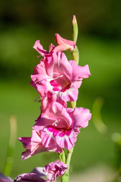 Közel Sok Finom Élénk Rózsaszín Gladiolus Virágok Teljes Virágban Kertben — Stock Fotó