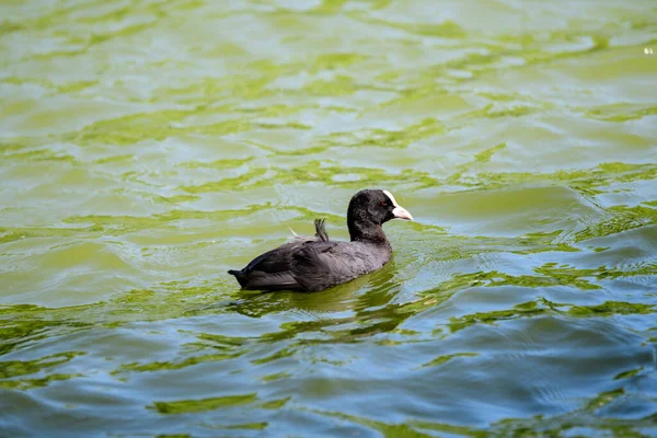 Ein Kleiner Schwarzer Blässhühnchen Auch Als Blässhühnchen Bekannt Schwimmt Einem — Stockfoto