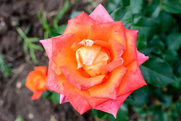 Detailní Záběr Jedné Jemné Jasně Oranžové Růže Plném Květu Zelených — Stock fotografie