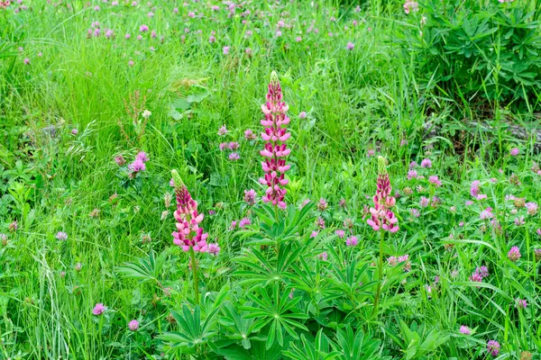 Gros Plan Fleurs Roses Lupinus Communément Appelé Lupin Lupin Pleine — Photo