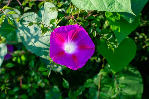 Один Нежный Светло Голубой Фиолетовый Цветок Ipomoea Purpurea Широко Известный — стоковое фото