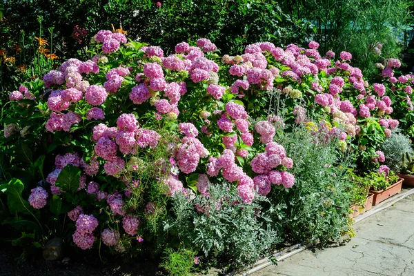 Magenta pembe ortanca macrophylla ya da çiçek saksısında çiçek açan hortensiya çalısı, arka planda güneşli bir yaz gününde, bir bahçede taze yeşil yapraklar var.