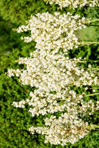 Muchas Delicadas Flores Blancas Planta Yucca Comúnmente Conocidas Como Aguja — Foto de Stock