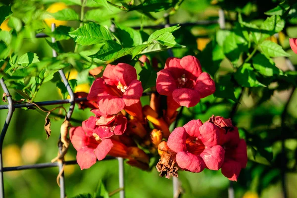 Muchas Flores Rojas Anaranjadas Vívidas Hojas Verdes Planta Campsis Radicans — Foto de Stock