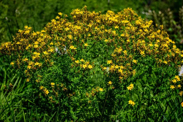 Многие Нежные Желтые Цветки Растения Hypericum Perforatum Широко Известного — стоковое фото