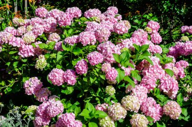 Magenta pembe ortanca macrophylla ya da çiçek saksısında çiçek açan hortensiya çalısı, arka planda güneşli bir yaz gününde, bir bahçede taze yeşil yapraklar var.