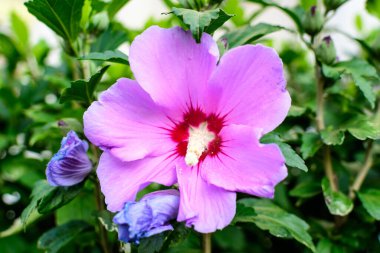 Cornus kousa ağacının pembe narin çiçeği, genel olarak ousa, kousa, Çin, Kore ve Japon odun ağacı olarak bilinir, ve güneşli bir bahar gününde bahçedeki yeşil yapraklar, güzel bir açık hava çiçek arkaplanı.