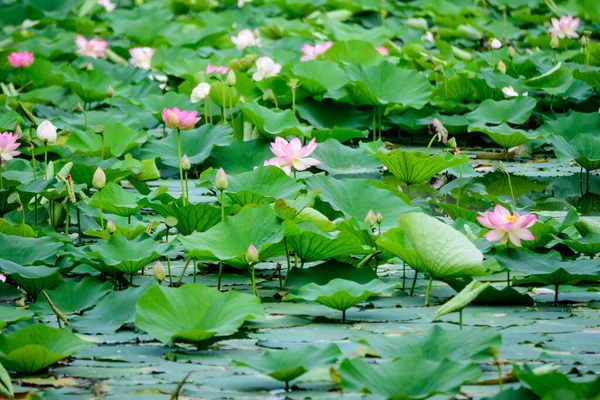 Delicadas Flores Lirio Agua Blanca Rosa Vívidas Nymphaeaceae Plena Floración — Foto de Stock