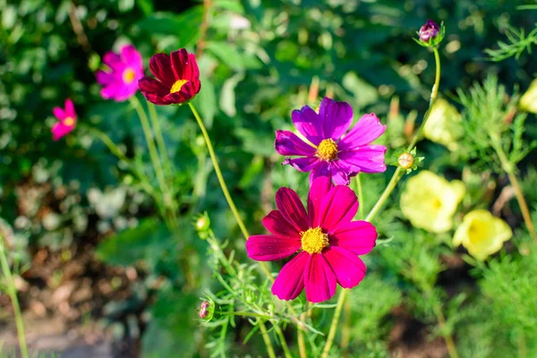 Primer Plano Una Delicada Flor Magenta Rosa Vivo Planta Cosmos —  Fotos de Stock