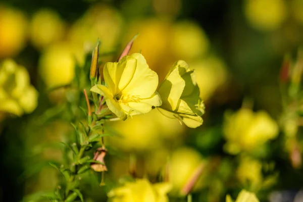Muchas Flores Amarillas Vívidas Hojas Verdes Planta Oenothera Comúnmente Conocidas — Foto de Stock