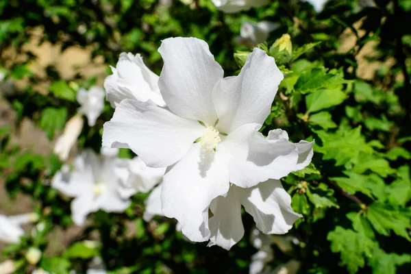 Una Flor Blanca Hibisco Syriacus Planta Comúnmente Conocida Como Rosa —  Fotos de Stock