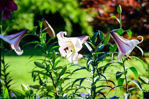 Flores Brancas Planta Lilium Regale Conhecida Como Lírio Real Real — Fotografia de Stock