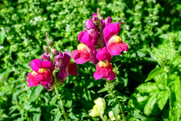 Levendige Roze Magenta Draak Bloemen Snapdraken Antirrhinum Een Zonnige Lentetuin — Stockfoto