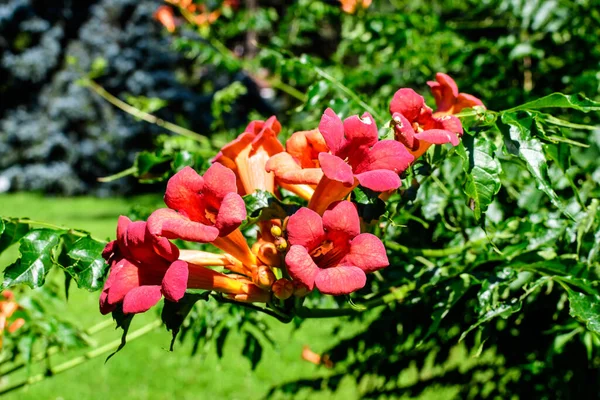 夏の晴れた日の庭で 一般的にトランペットのつるやクリーパー 牛のかゆみやハチドリのつるとして知られているカンプシスラディアン植物の多くの鮮やかなオレンジ色の赤い花と緑の葉 — ストック写真