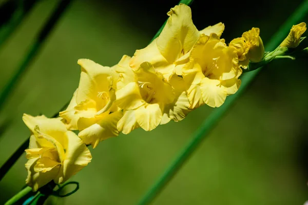 Nahaufnahme Vieler Zarter Leuchtend Gelber Gladiolenblüten Einem Garten Einem Sonnigen — Stockfoto
