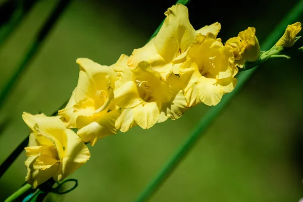 Primo Piano Molti Delicati Fiori Gladiolo Giallo Vivo Piena Fioritura — Foto Stock