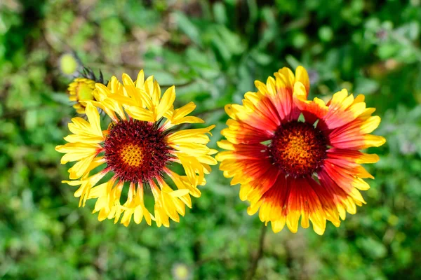 Draufsicht Auf Zwei Lebhafte Gelbe Und Rote Gaillardia Blüten Gemeinsame — Stockfoto