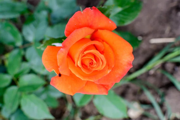Primer Plano Una Delicada Rosa Naranja Viva Plena Floración Hojas — Foto de Stock