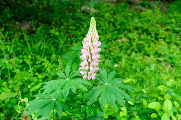 Close Flores Rosa Lupinus Vulgarmente Conhecido Como Tremoço Tremoço Plena — Fotografia de Stock