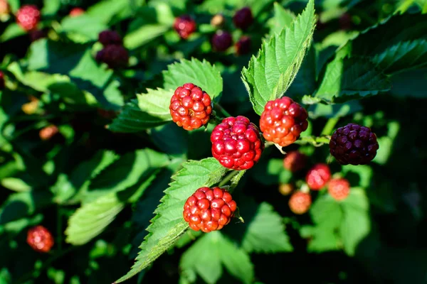 Många Fina Små Röda Frukter Björnbär Buske Direkt Solljus Trädgård — Stockfoto