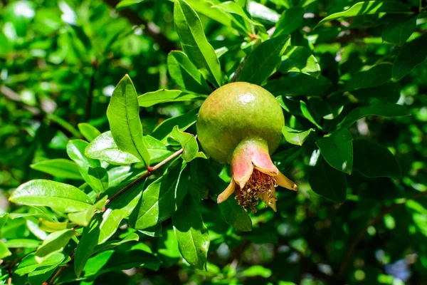 One small raw pomegranate fruit and green leaves in a large tree in direct sunlight in an orchard garden in a sunny summer day, beautiful outdoor floral background photographed with selective focus — Stock Image One Small Raw Pomegranate Fruit Green Leaves Large Tree Direct Stock Photo
