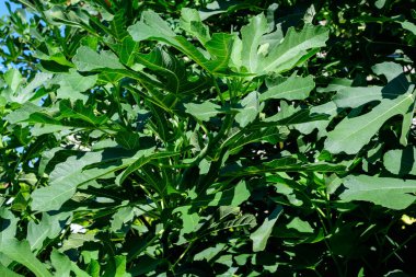 Minimalist tek renkli İskoç manzarası. Taze yeşil incir ağacı ve birçok meyvesi var. Güneşli bir bahar gününde, bir bahçede.