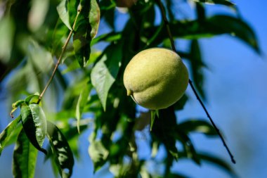 Olgun, taze, yeşil bir şeftali ve yeşil yapraklar güneşli bir yaz gününde bahçedeki bir ağaç bahçesinde, güzel bir açık hava arka planında yumuşak bir odak ile fotoğraflanmış.
