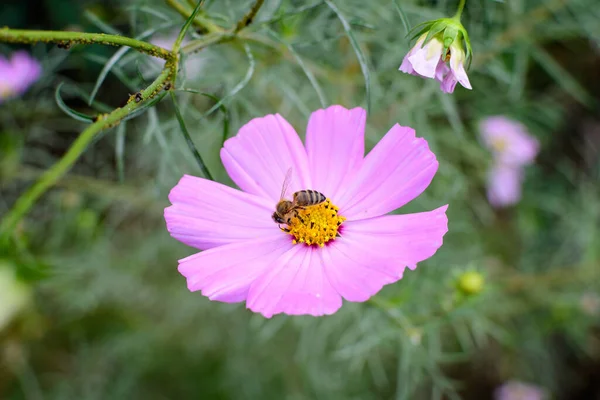 Eine Zarte Leuchtend Rosa Blume Der Cosmos Pflanze Einem Garten — Stockfoto