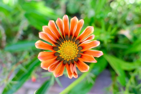 Horní Pohled Mnoho Živých Oranžových Gazania Květin Rozmazané Zelené Listy — Stock fotografie