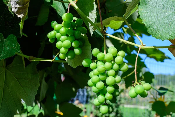 Delicadas Frutas Pequeñas Hojas Verdes Vid Jardín Soleado Verano Hermoso — Foto de Stock