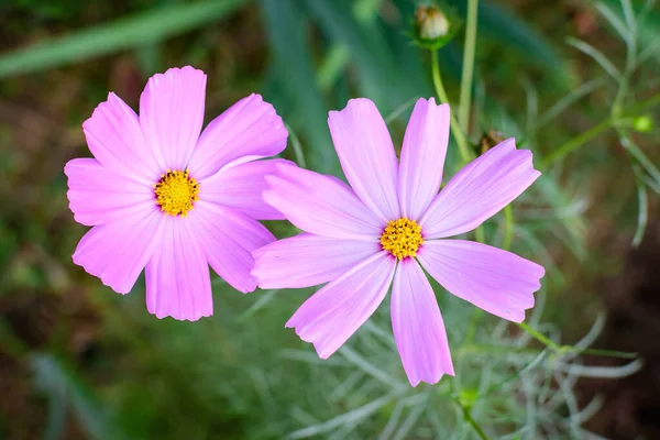 Twee Delicate Levendige Roze Bloemen Van Cosmos Plant Een Britse — Stockfoto