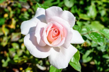 Büyük ve narin beyaz bir gül, yaz bahçesinde, doğrudan güneş ışığında, arka planda bulanık yeşil yapraklarla.