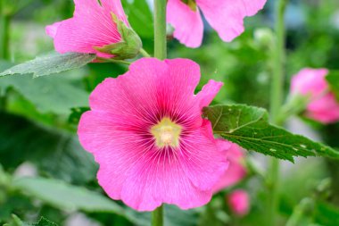 Althaea officinalis bitkisinin birçok narin pembe çiçekleri, genellikle bir İngiliz kır evinde marsh-mallow olarak bilinir güneşli bir yaz gününde, güzel bir açık hava çiçek arka planında