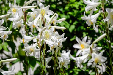 Lilium ya da Lily 'nin birçok büyük beyaz çiçeği, güneşli bir yaz gününde İngiliz kır evlerinin bahçesinde, açık hava çiçeklerinin arka planında, yumuşak odak ile çekilmiş.