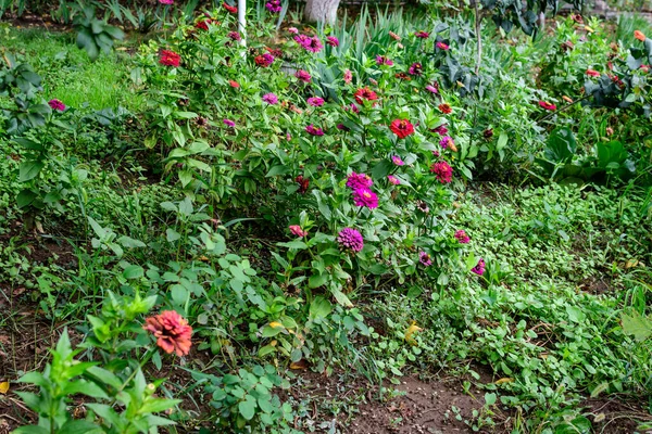 Close Van Vele Mooie Grote Roze Magenta Zinnia Bloemen Volle — Stockfoto