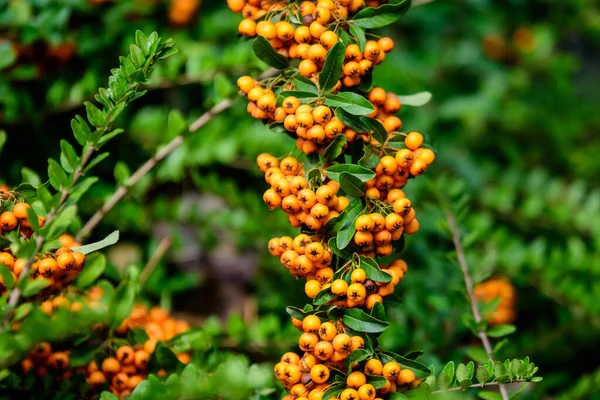Kleine Gele Oranje Vruchten Bessen Van Pyracantha Plant Ook Bekend — Stockfoto
