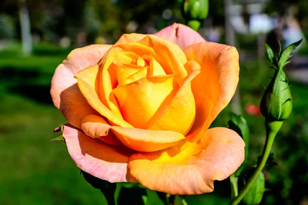 Une Grande Délicate Rose Orange Vive Pleine Floraison Dans Jardin — Photo