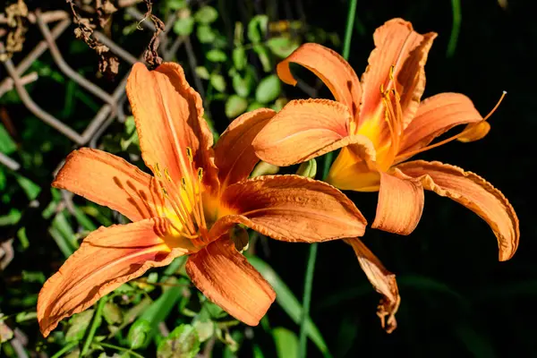 Många Små Levande Orange Blommor Lilium Eller Lily Växt Brittisk — Stockfoto