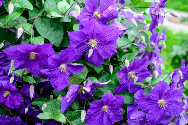 Many Delicate Purple Clematis Flower Also Known Traveller Joy Leather — Stock Photo, Image