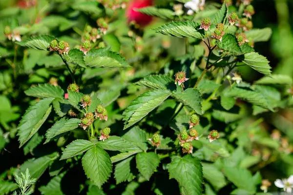 Muchos Pequeños Frutos Verdes Delicados Gran Arbusto Mora Luz Solar — Foto de Stock