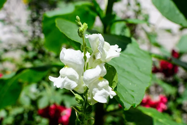 Nombreuses Fleurs Dragon Blanc Des Snapdragons Antirrhinum Dans Jardin Printanier — Photo