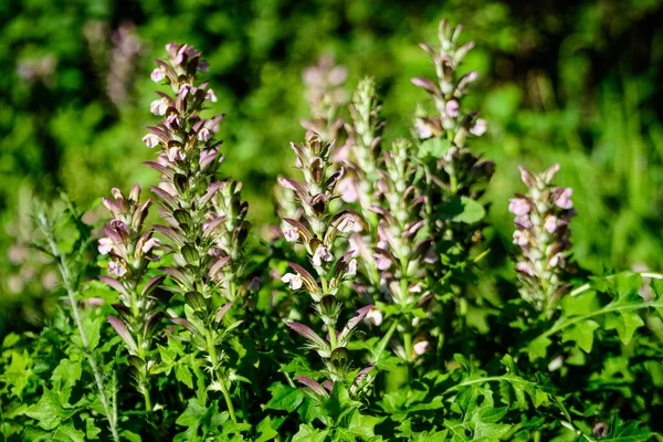 Banyak Bunga Putih Kecil Acanthus Mollis Tanaman Umumnya Dikenal Sebagai — Stok Foto