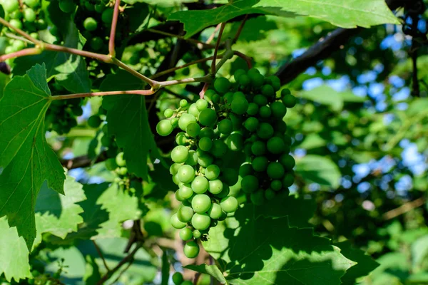 Delicate small fruits and green leaves of grape vine in a sunny summer garden, beautiful outdoor monochrome background photographed with soft focus — Stock Image Delicate Small Fruits Green Leaves Grape Vine Sunny Summer Garden Stock Image