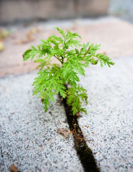 Planta verde hace su camino a través del asfalto Imagen de stock