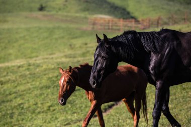 Siyah at sahada oynuyor.