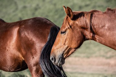 Siyah at sahada oynuyor, bokeh etkisi