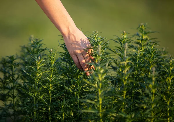 Yeşil saksılarda bir sürü bitki var. Bir dişi el filizlere dokunuyor ve onları okşuyor. Üst görünüm, kozalaklı bitkiler bakım, ekoloji bakımı