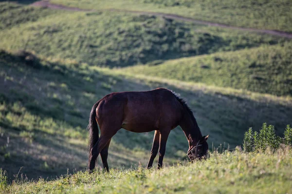 Siyah at sahada oynuyor.