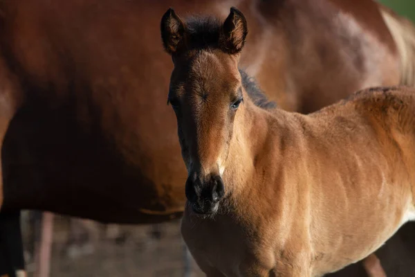 Siyah at sahada oynuyor, bokeh etkisi