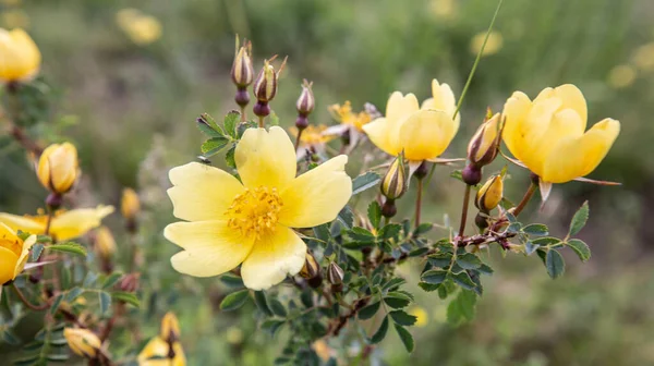 Doğada güzel sarı çiçekler, yakın yeşil arkaplan